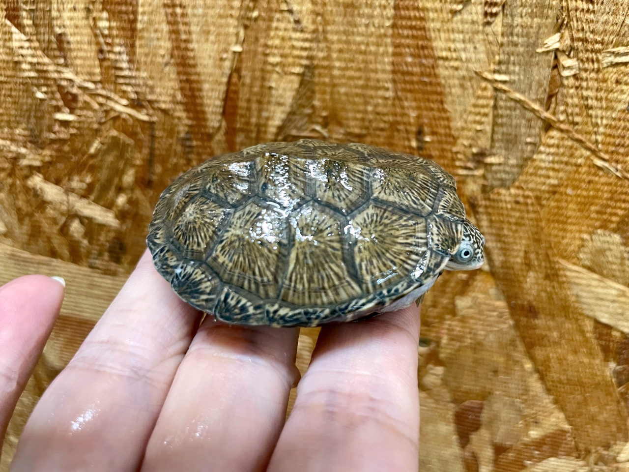 トゥルカナハコヨコクビガメ(6)