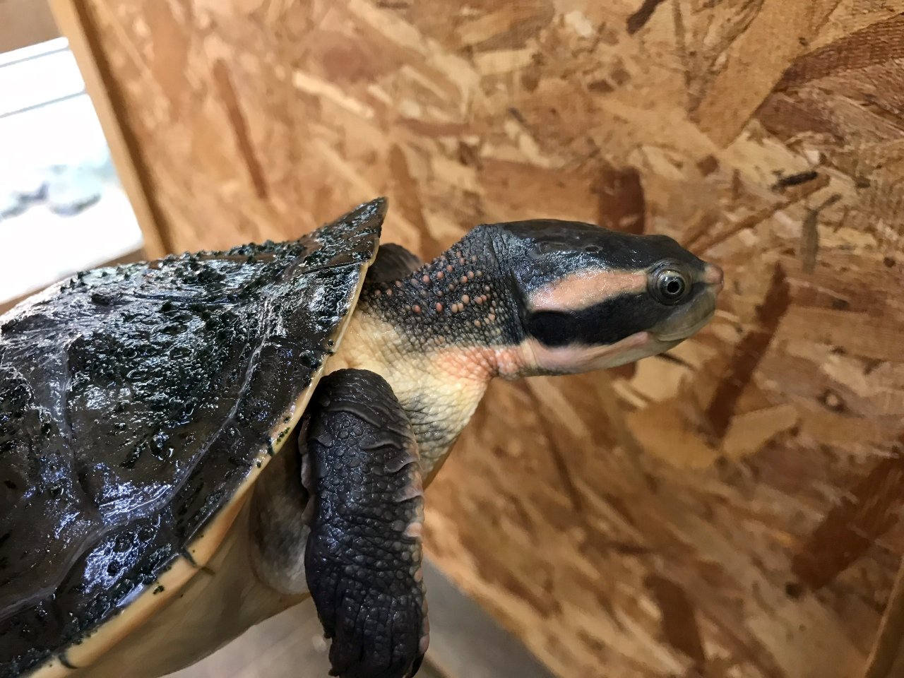 キンバリーアカミミマゲクビガメ(2)