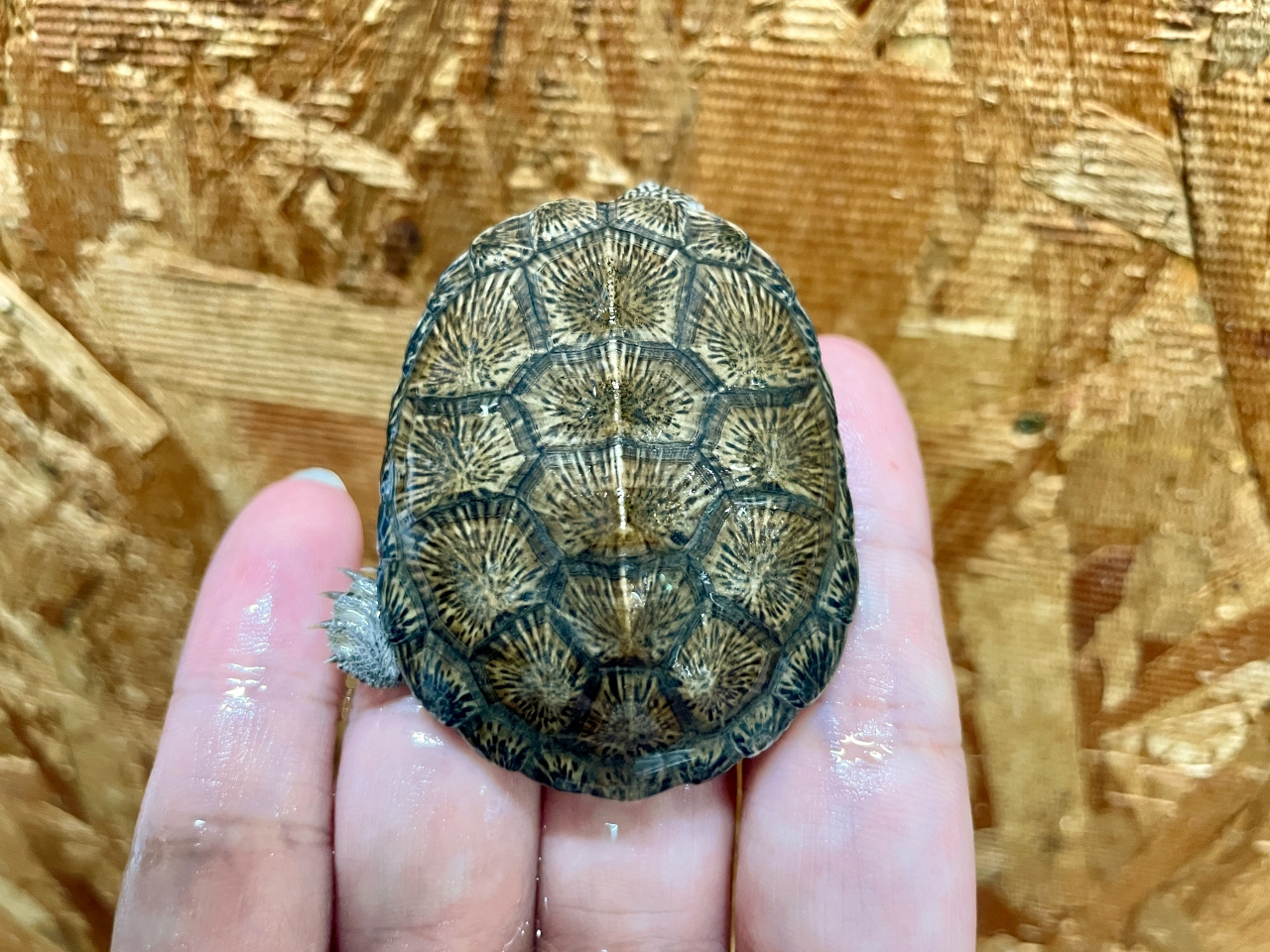 トゥルカナハコヨコクビガメ(5)