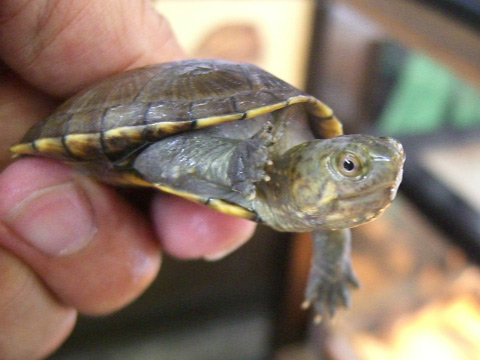 ゴツアシドロガメ(8)