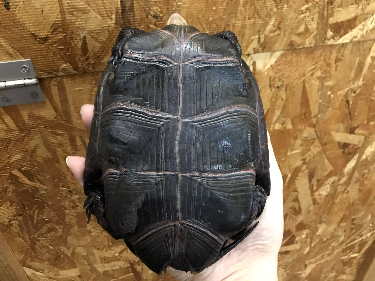 ニホンイシガメ(5)