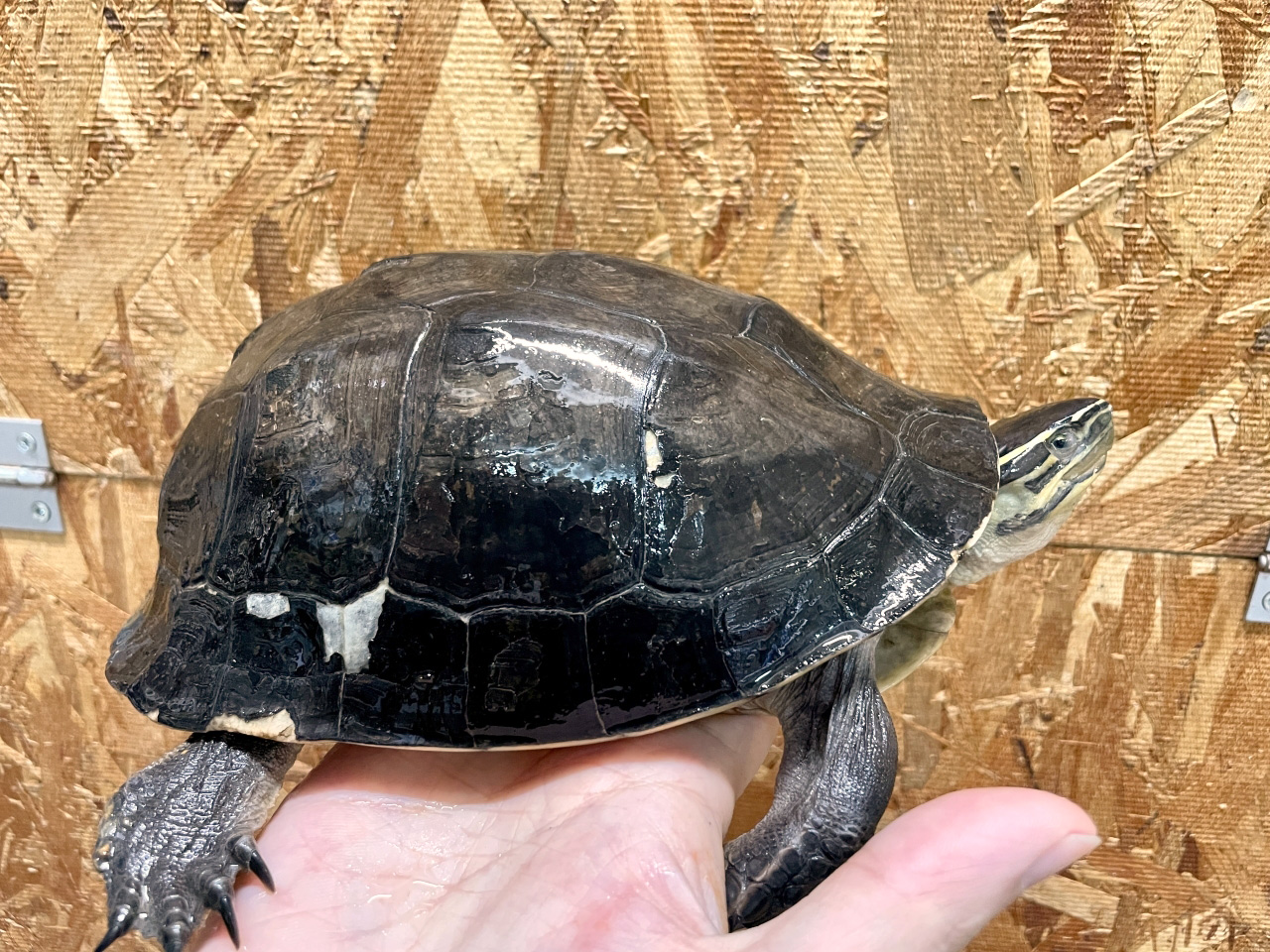 ジャワハコガメ(6)