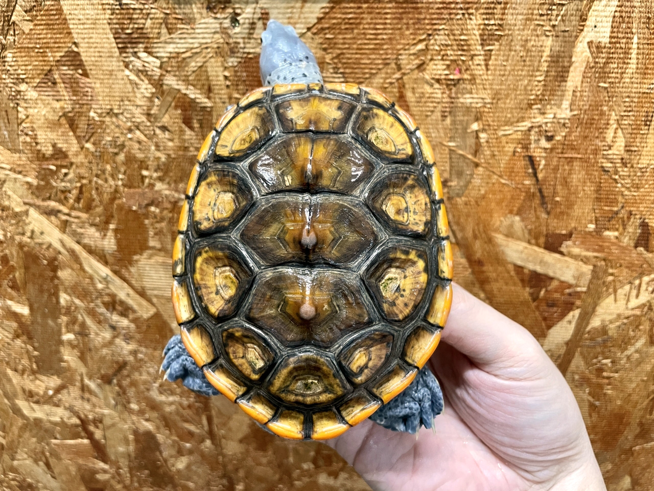 オルナータダイヤモンドバックテラピン(5)