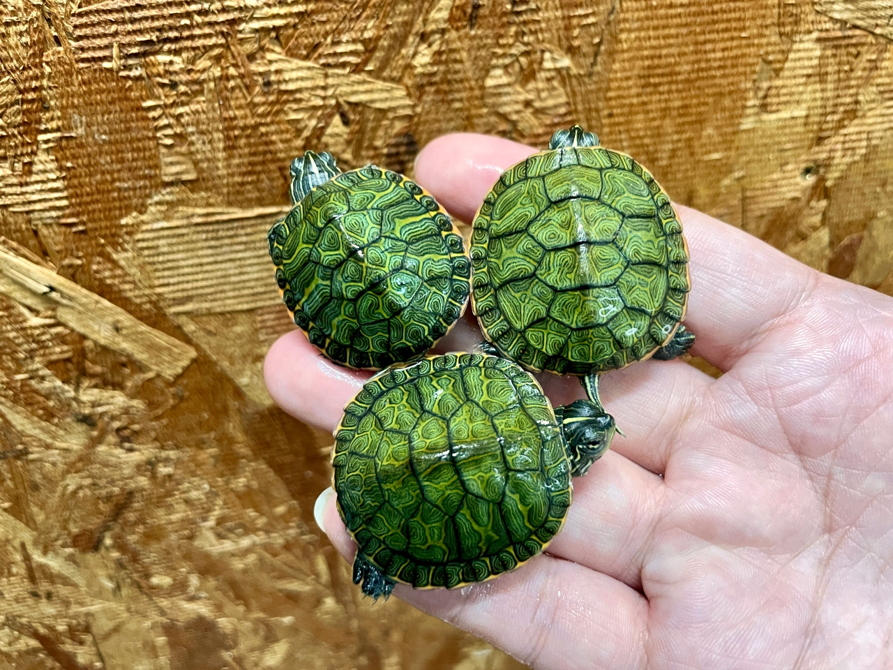 ノーザンレッドベリー(1)