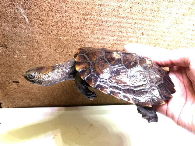 シロガオカブトガメ