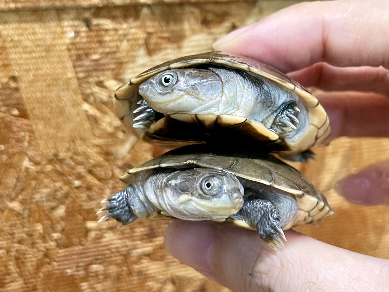 アフリカヌマヨコクビガメ(10)