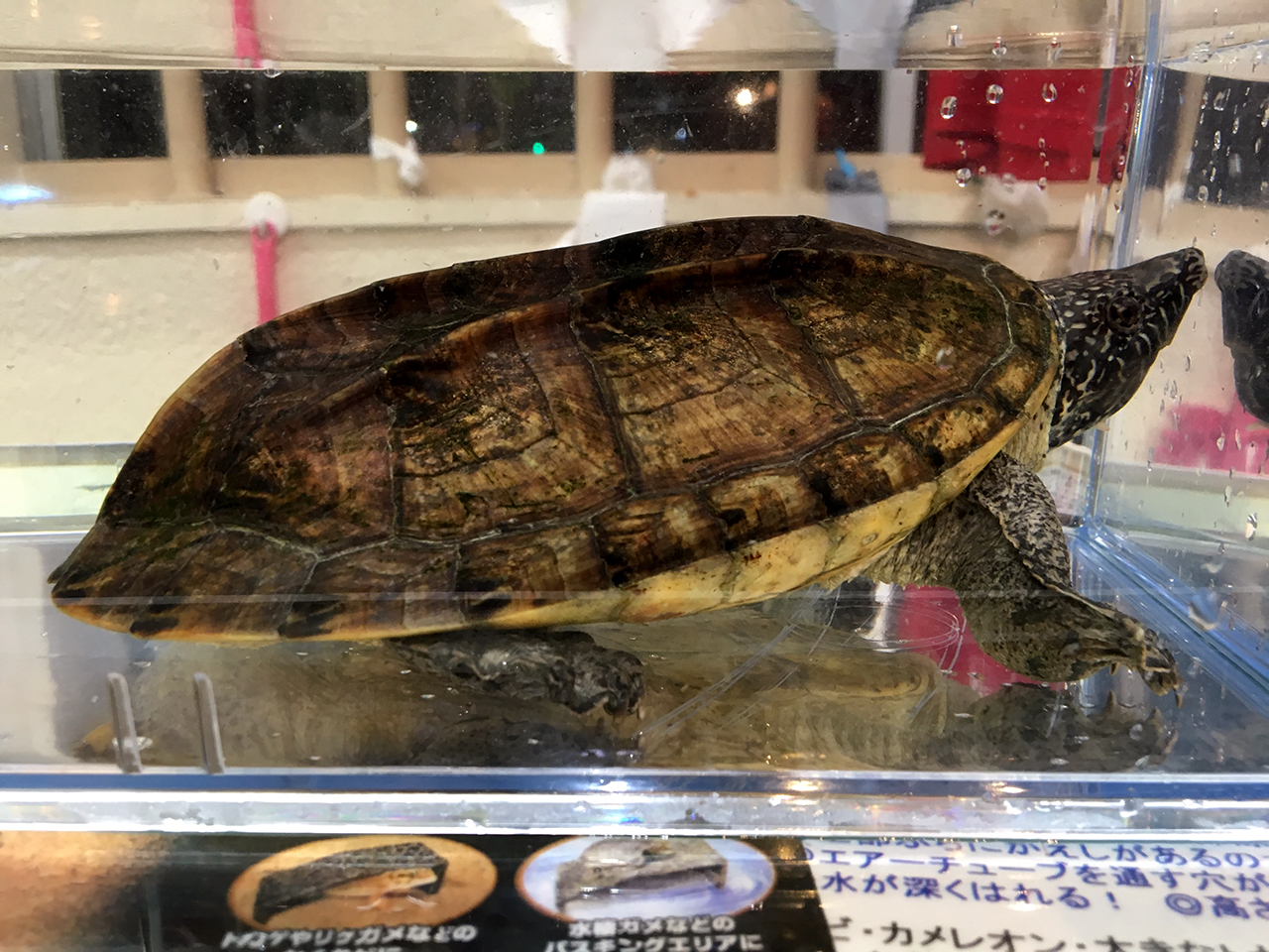 ジャイアントマスクタートル ミズガメ図鑑
