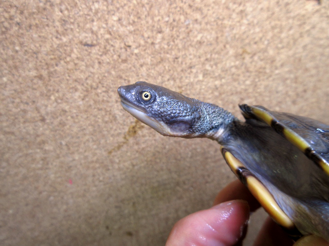 オーストラリアナガクビガメ(10)