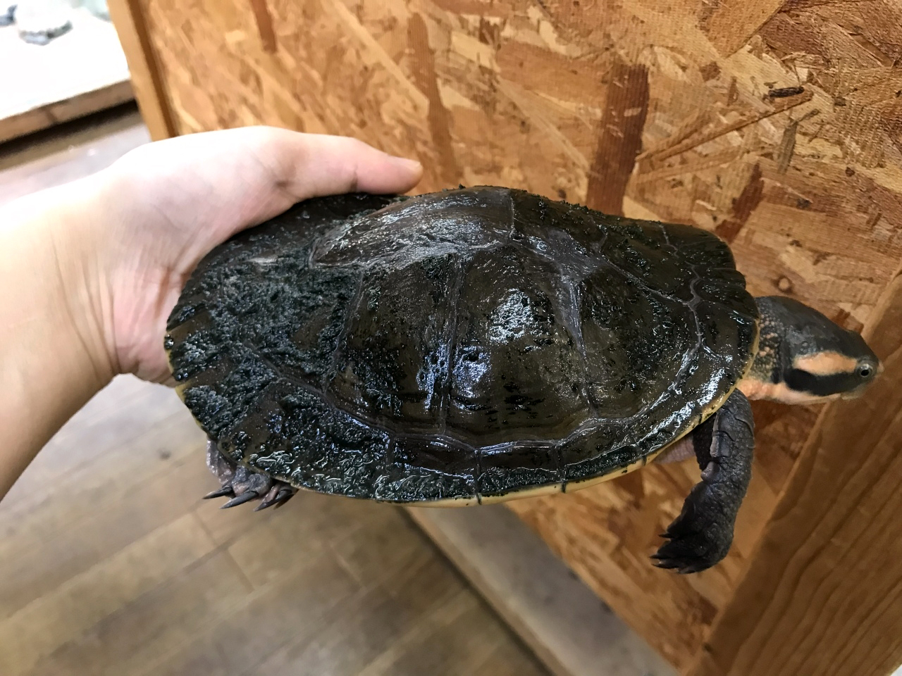 キンバリーアカミミマゲクビガメ(1)