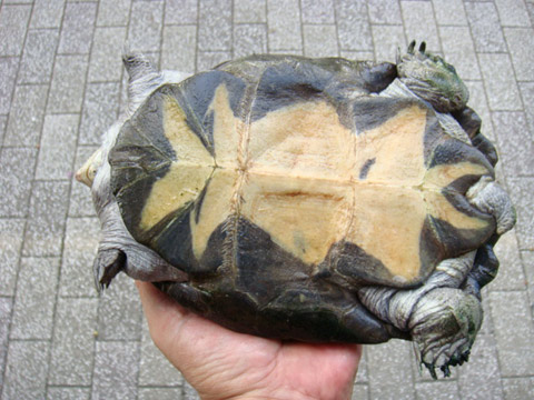 ノコヘリハコヨコクビガメ(11)