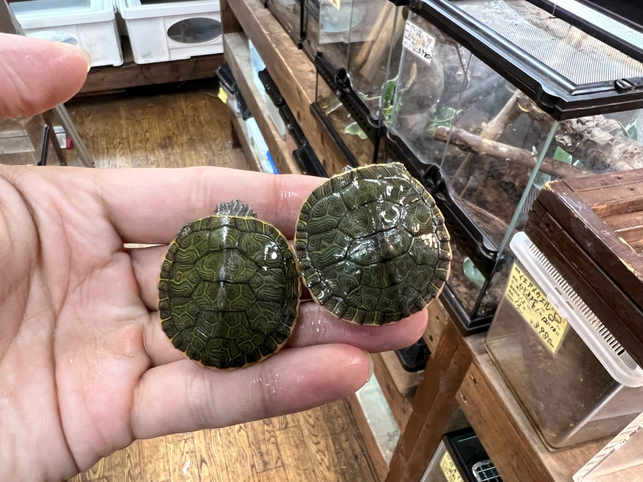 ノーザンレッドベリー(4)