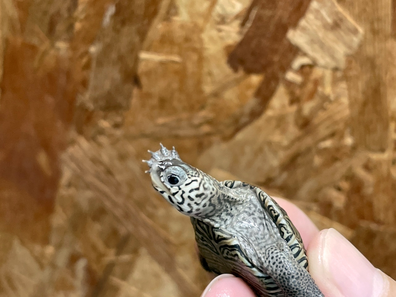 カロリナダイヤモンドバックテラピン(10)