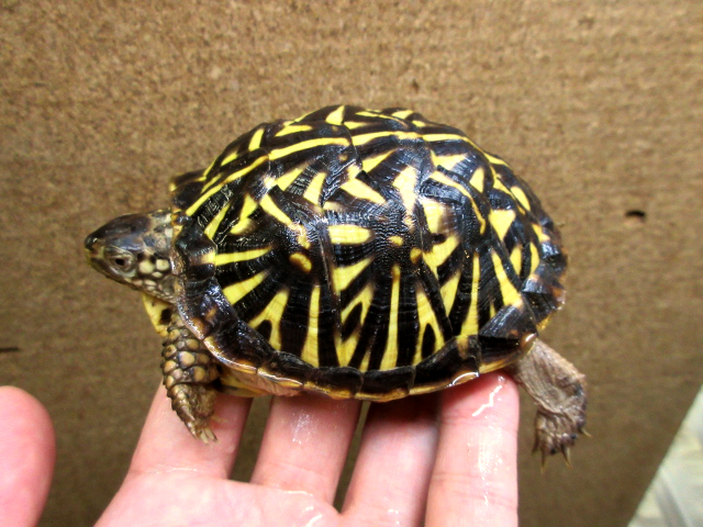 キタニシキハコガメ(7)