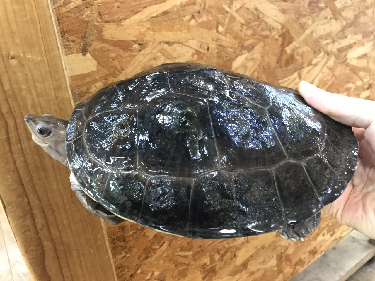 カラグールガメ ミズガメ図鑑