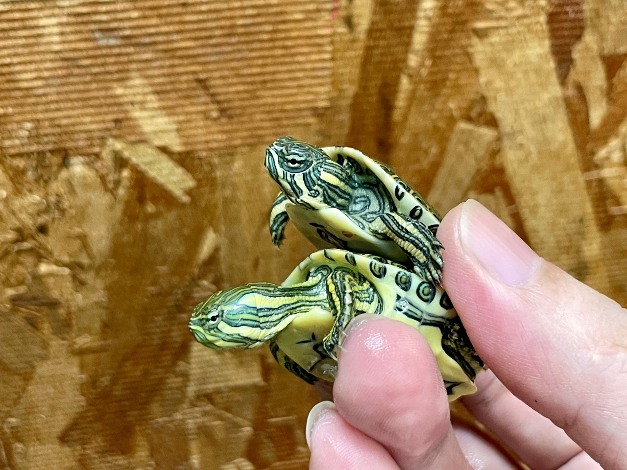 チュウベイクジャクガメ(2)