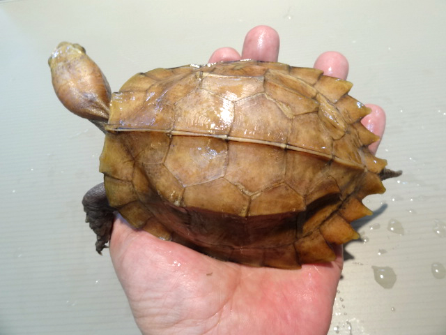 ムオヒラセガメ(8)