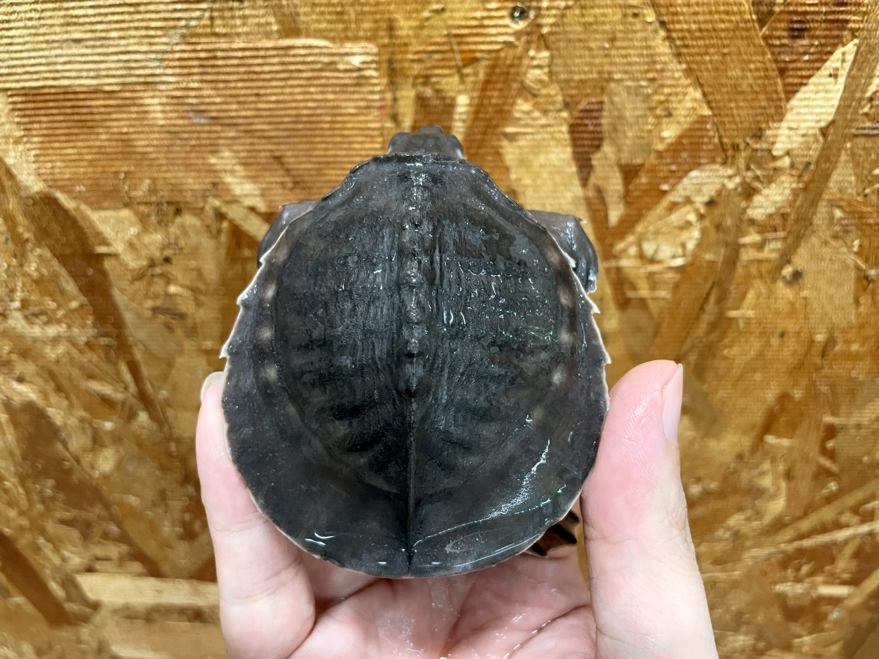 スッポンモドキ(9)