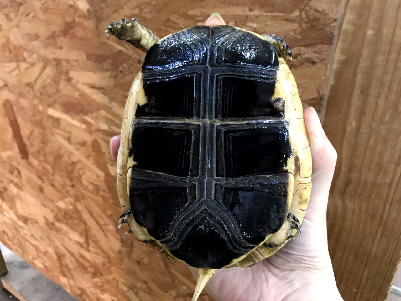 チュウゴクセマルハコガメ(3)