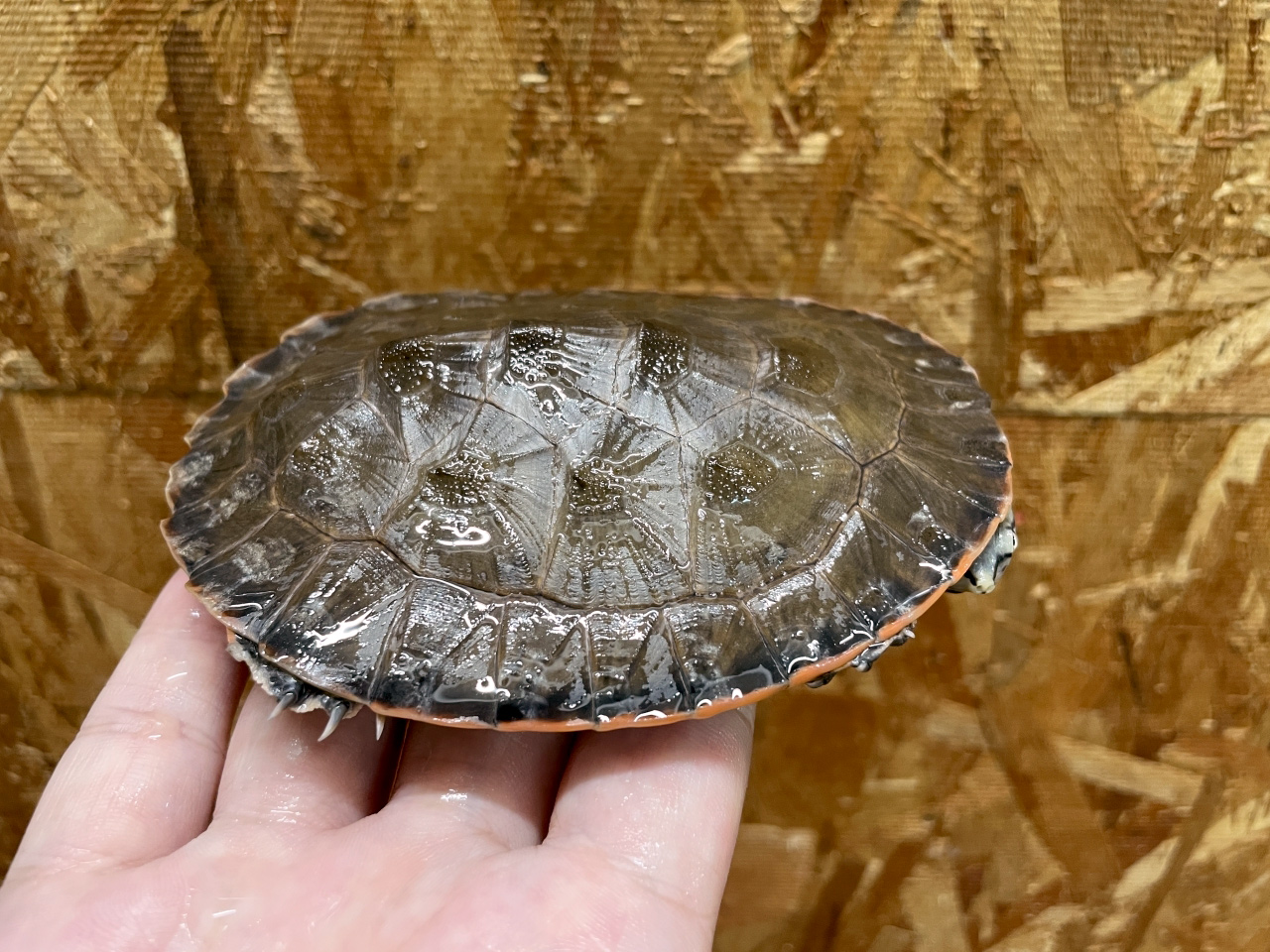 キタジェフロアカエルガメ(10)