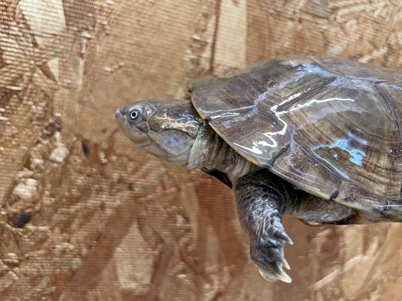 アフリカヌマヨコクビガメ(2)