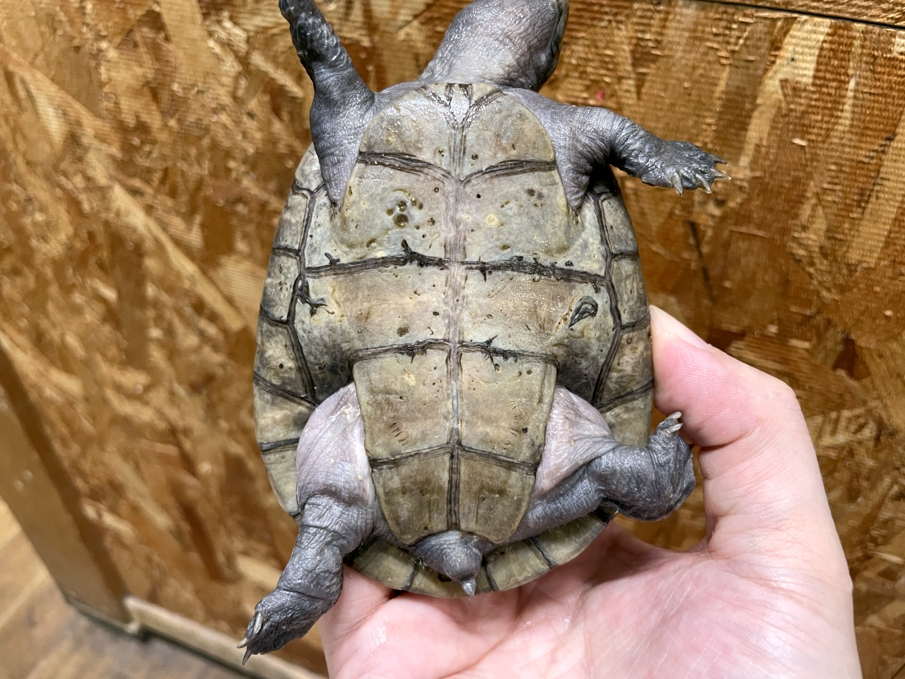 オオアタマヨコクビガメ(4)