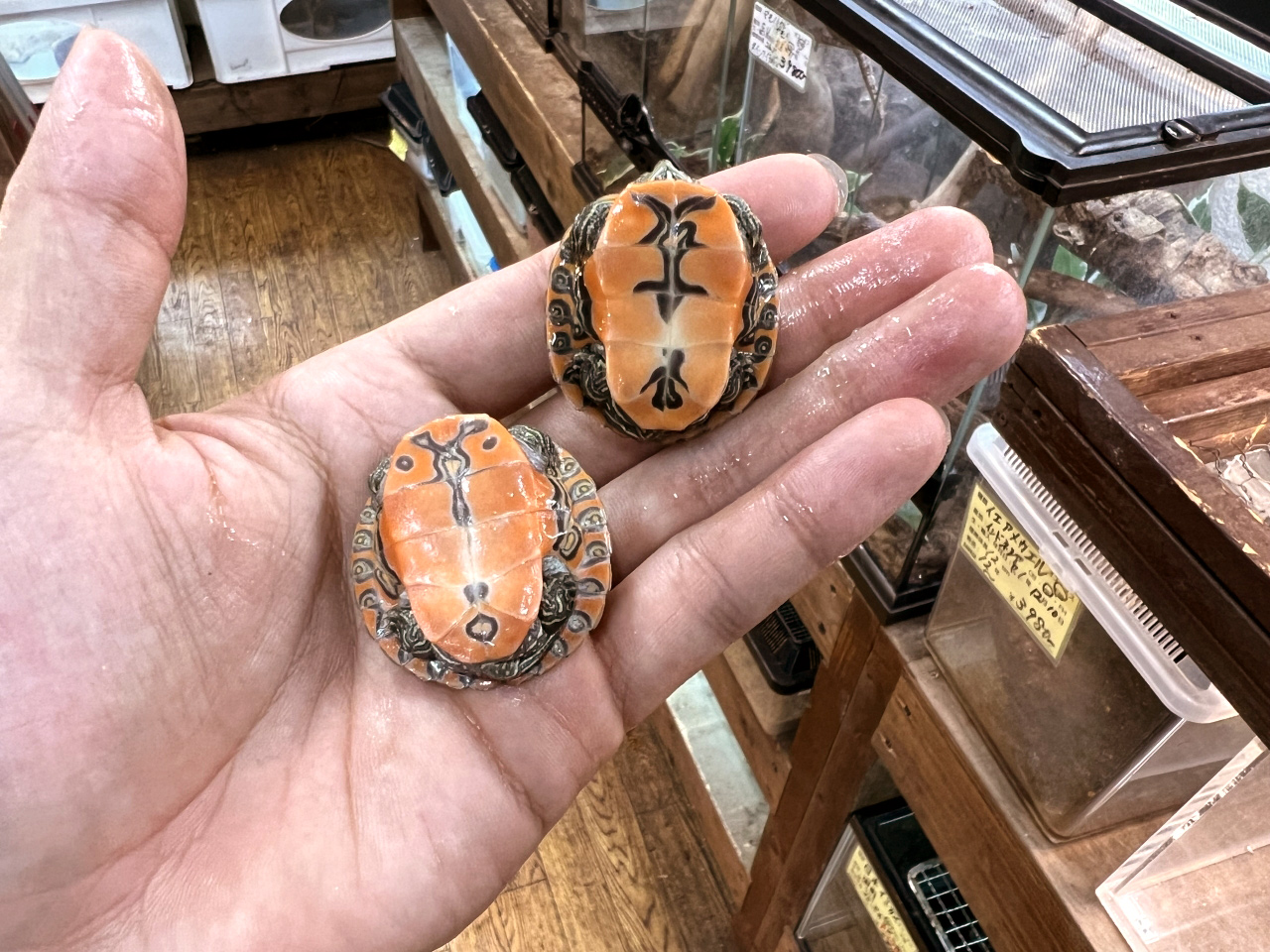 ノーザンレッドベリー(5)