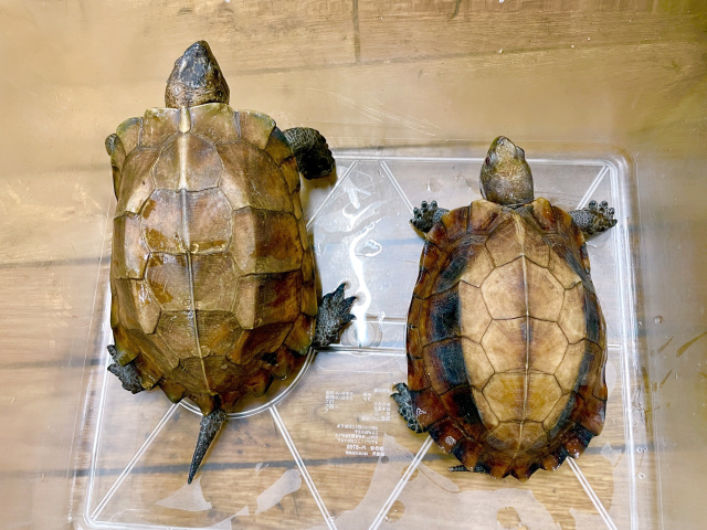 ムオヒラセガメ