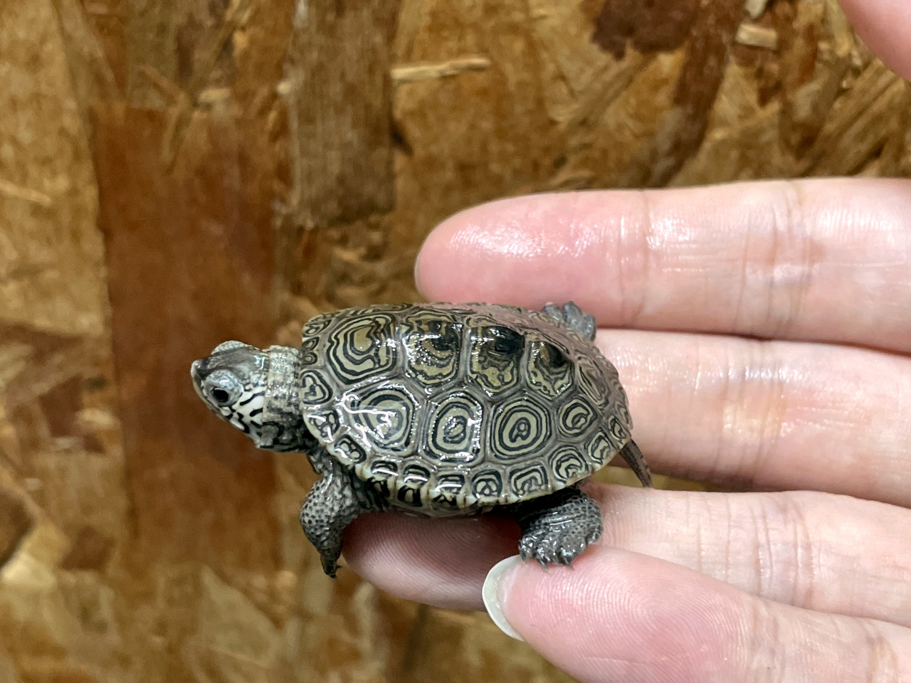 カロリナダイヤモンドバックテラピン(11)