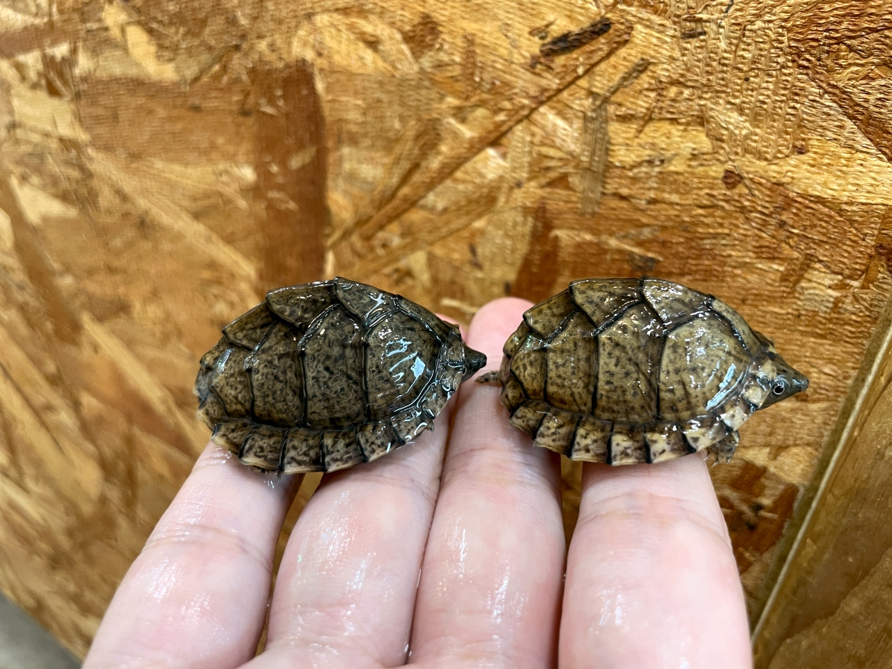 カブトニオイガメ(1)