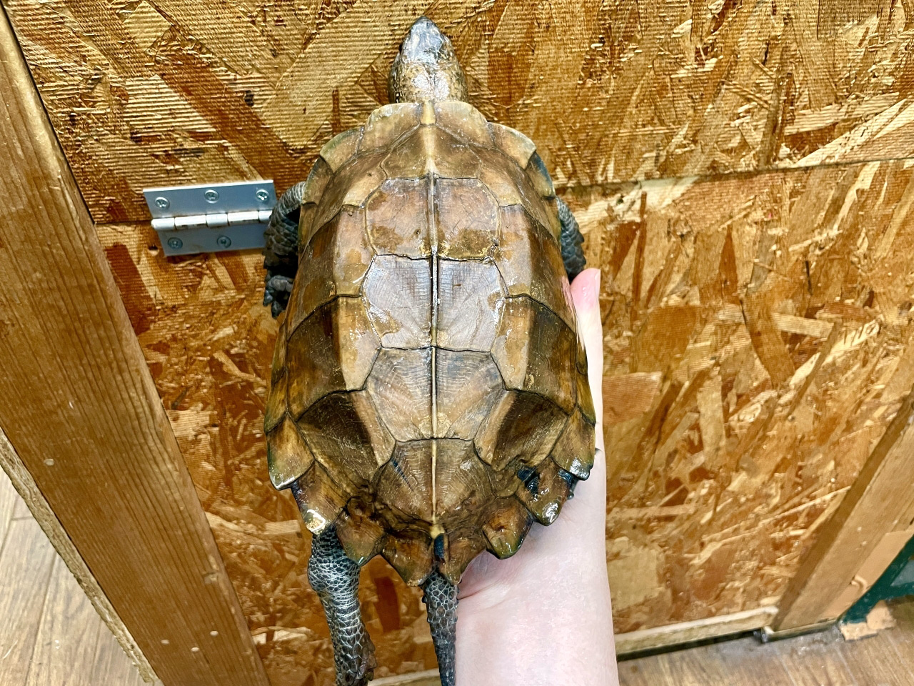 ムオヒラセガメ(2)