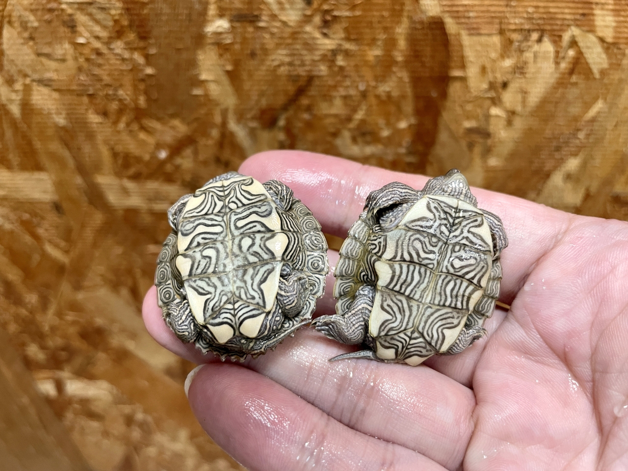 ハイイロチズガメ(2)