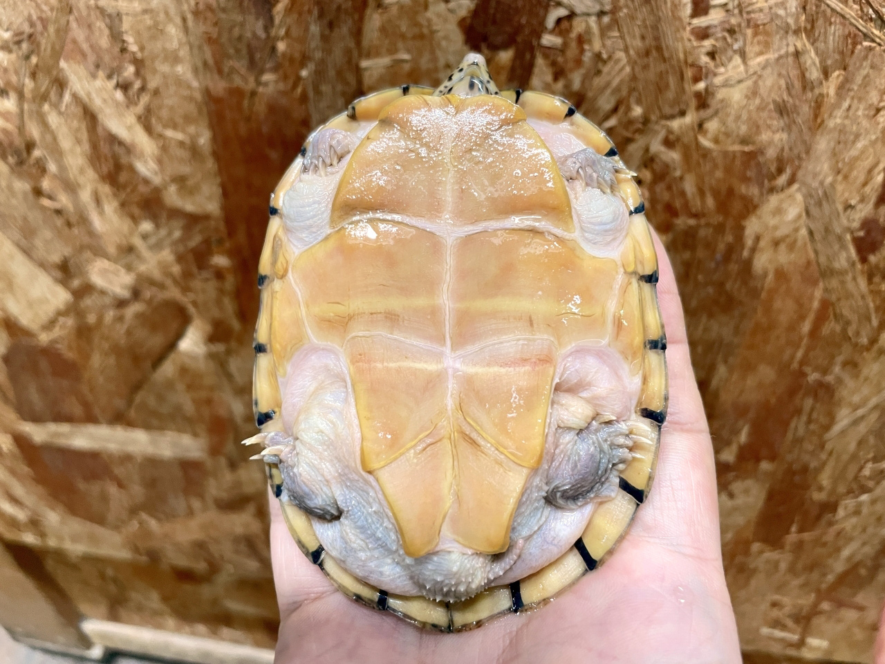 オオアタマヒメニオイガメ(4)