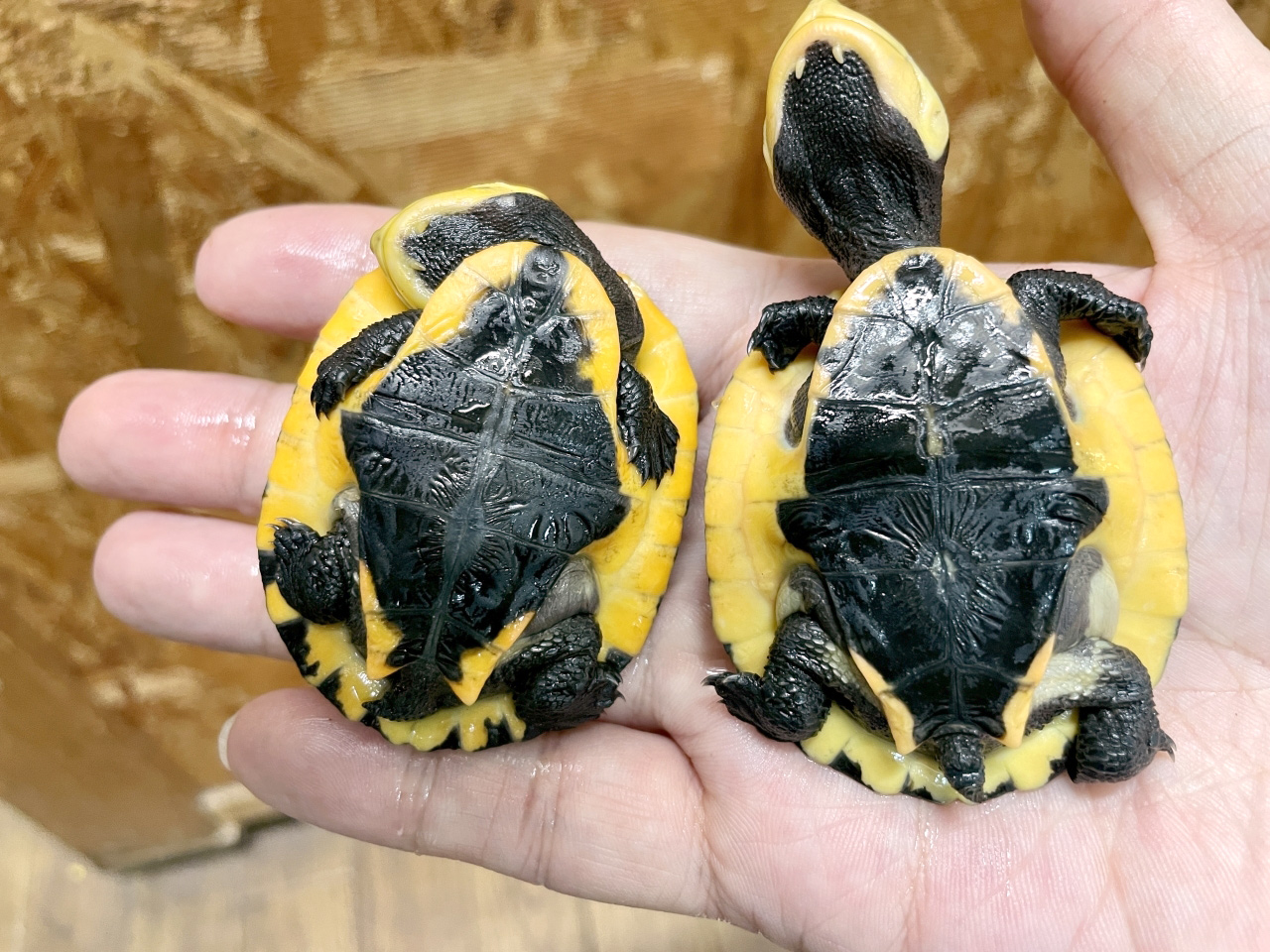 アマゾンカエルガメ(3)