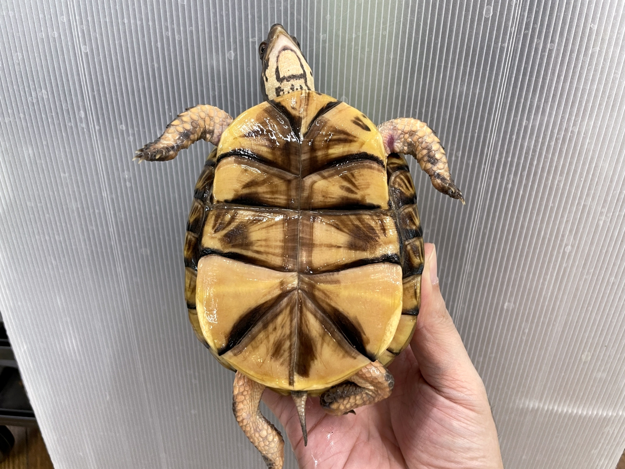 トウブハコガメ(4)