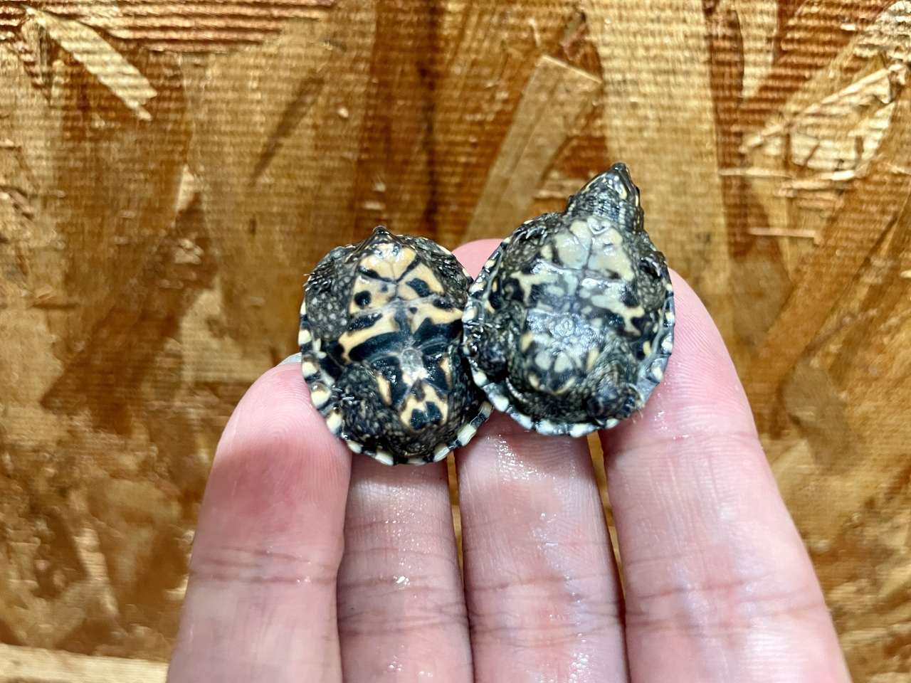 ミシシッピニオイガメ(10)