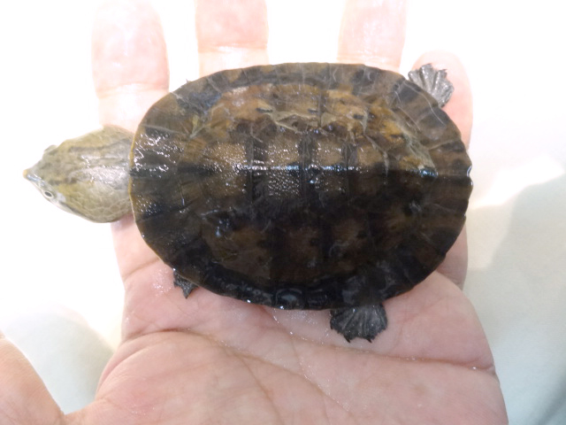 アマゾンカエルガメ(7)