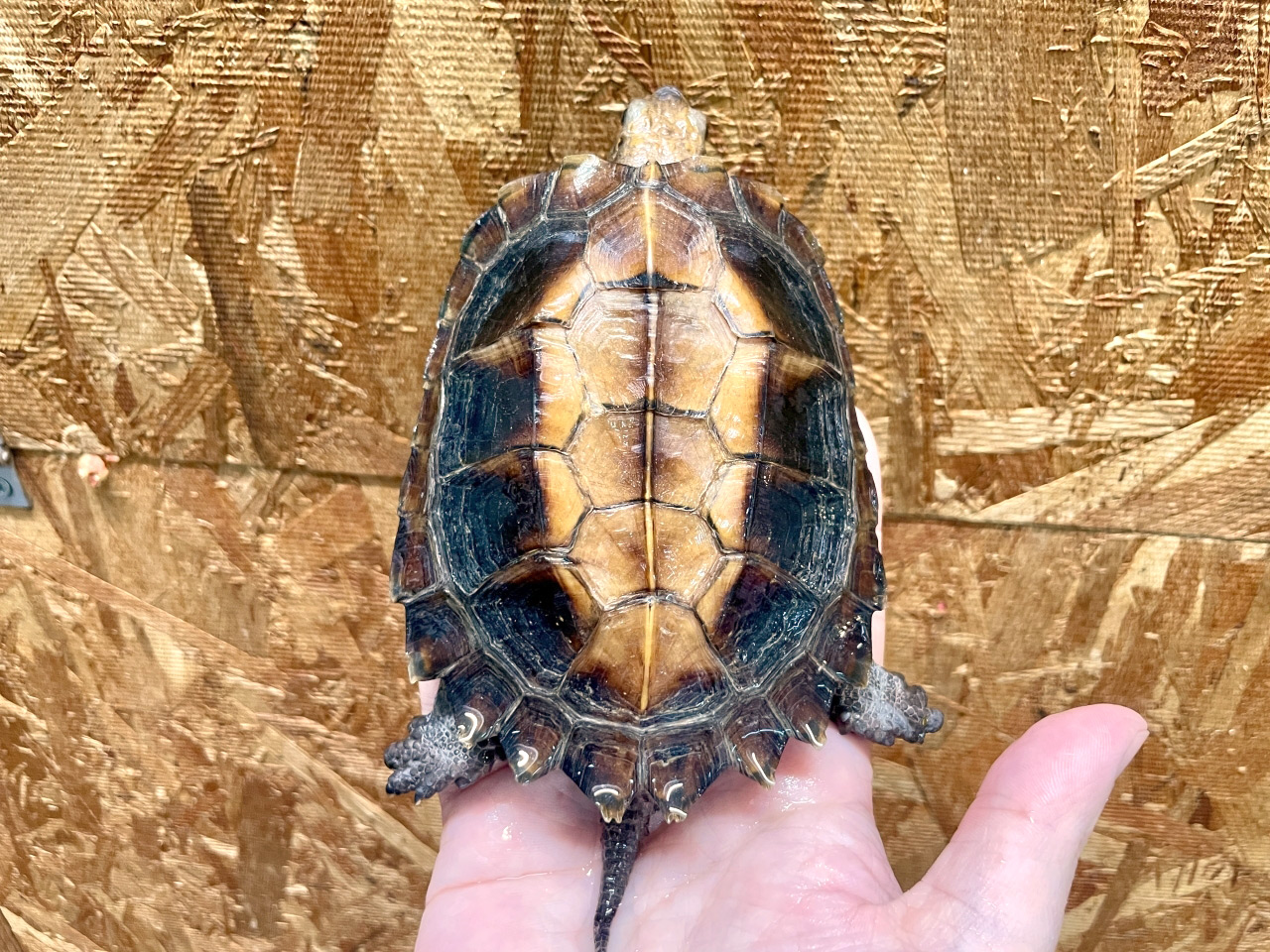 ムオヒラセガメ(8)