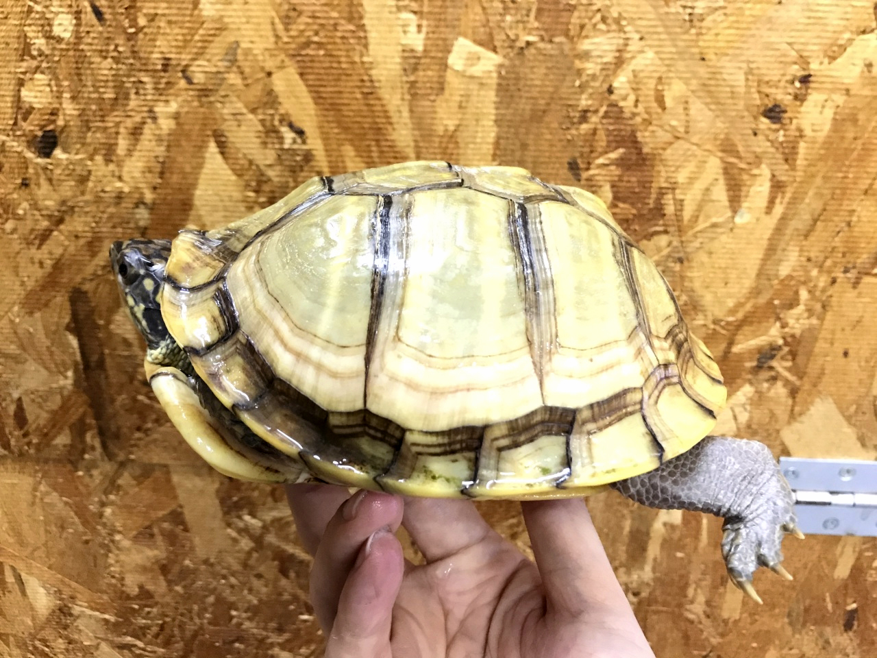 ガルフコーストハコガメ ガルフコーストハコガメ