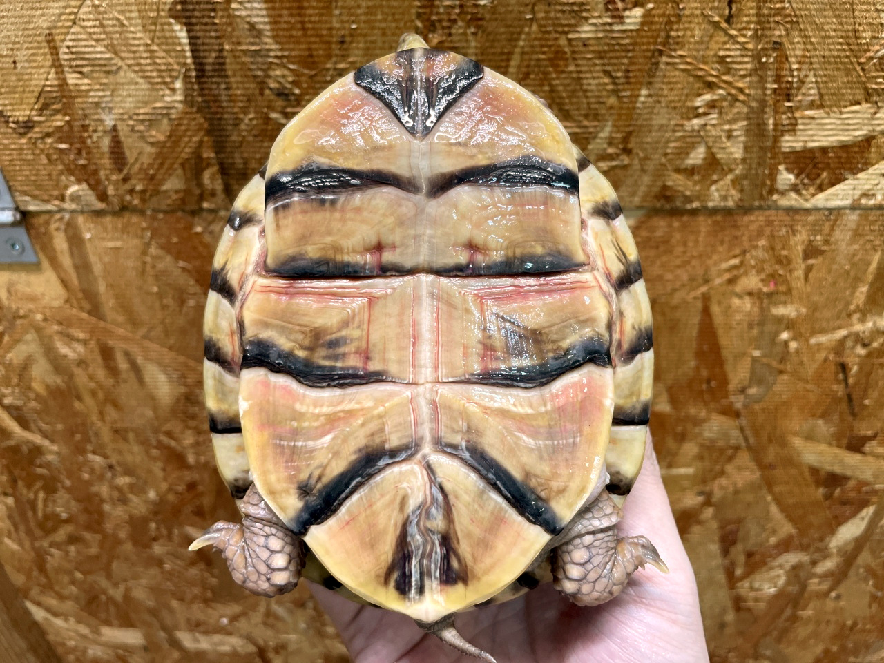 メキシコハコガメ(4)