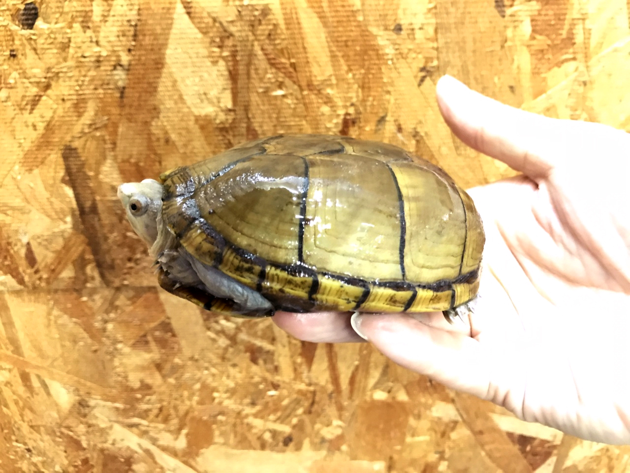 アラモスドロガメ(2)