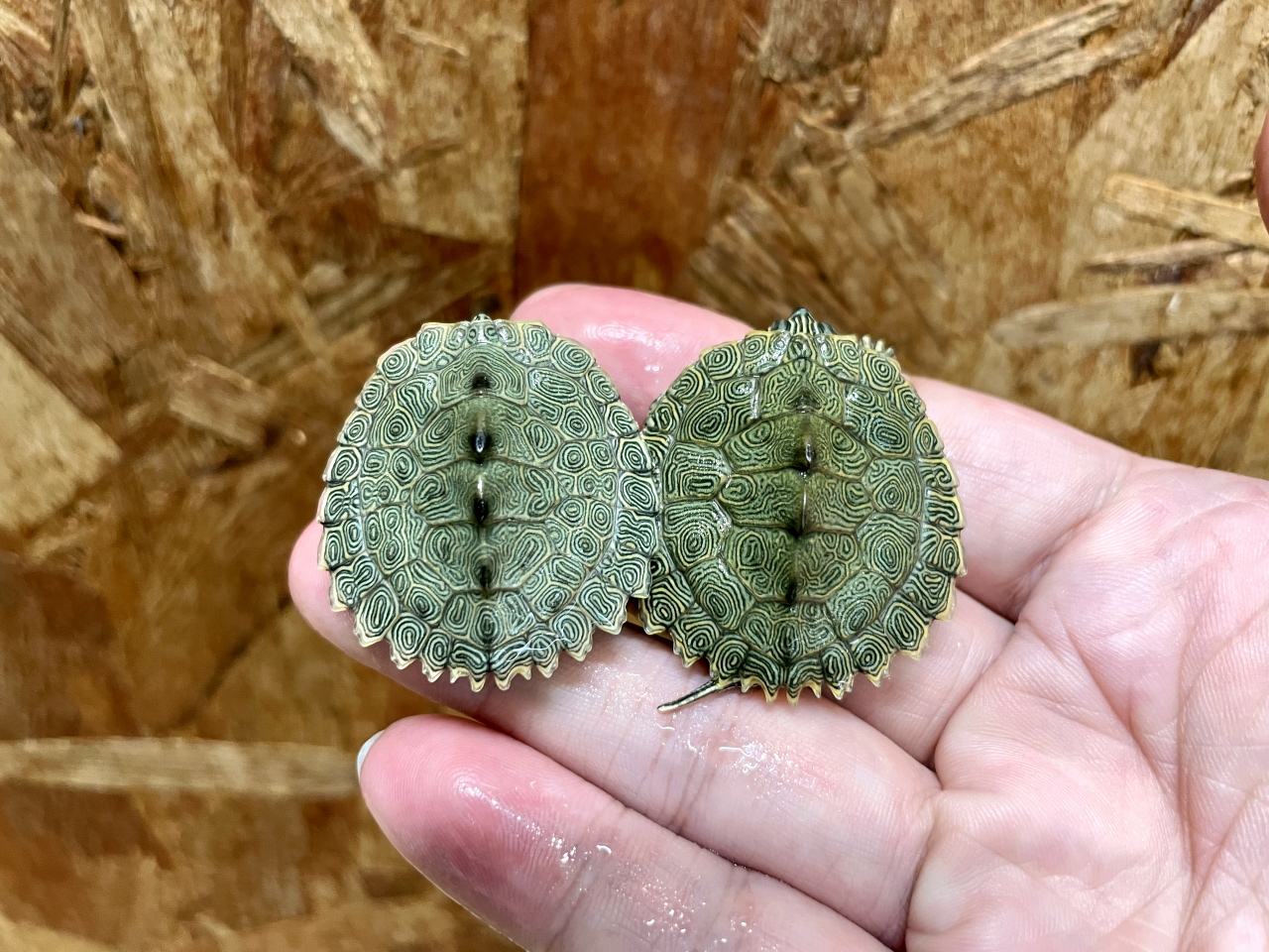 ケイグルチズガメ(9)