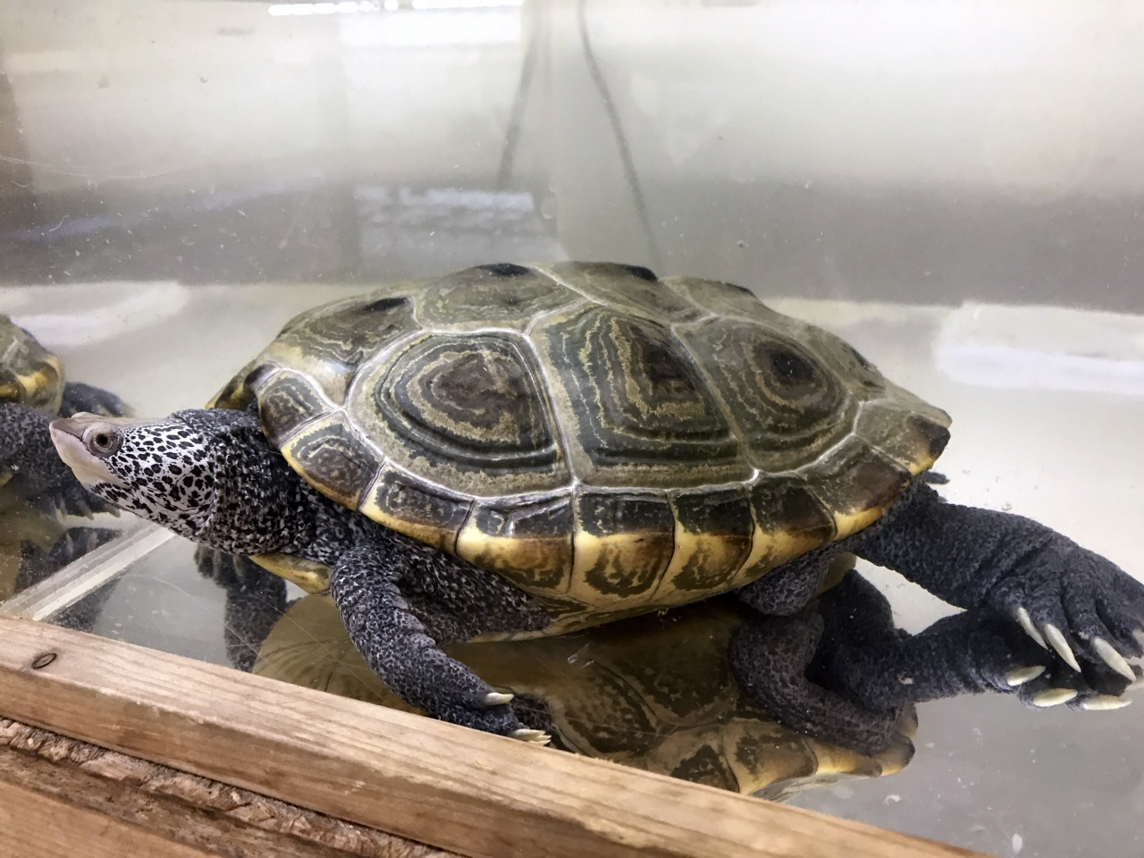 ノーザンダイヤモンドバックテラピン(4)