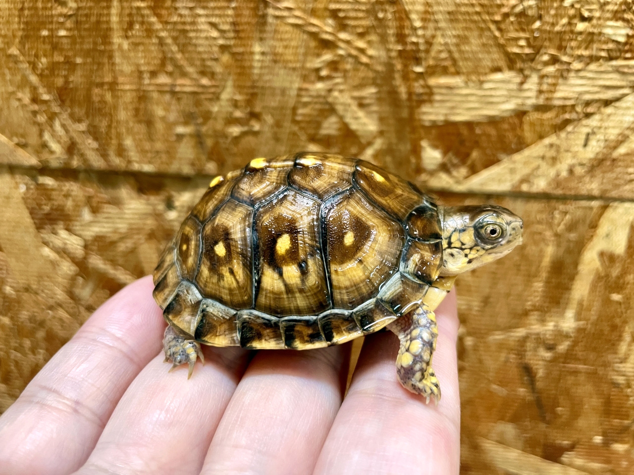 トウブハコガメ(10)