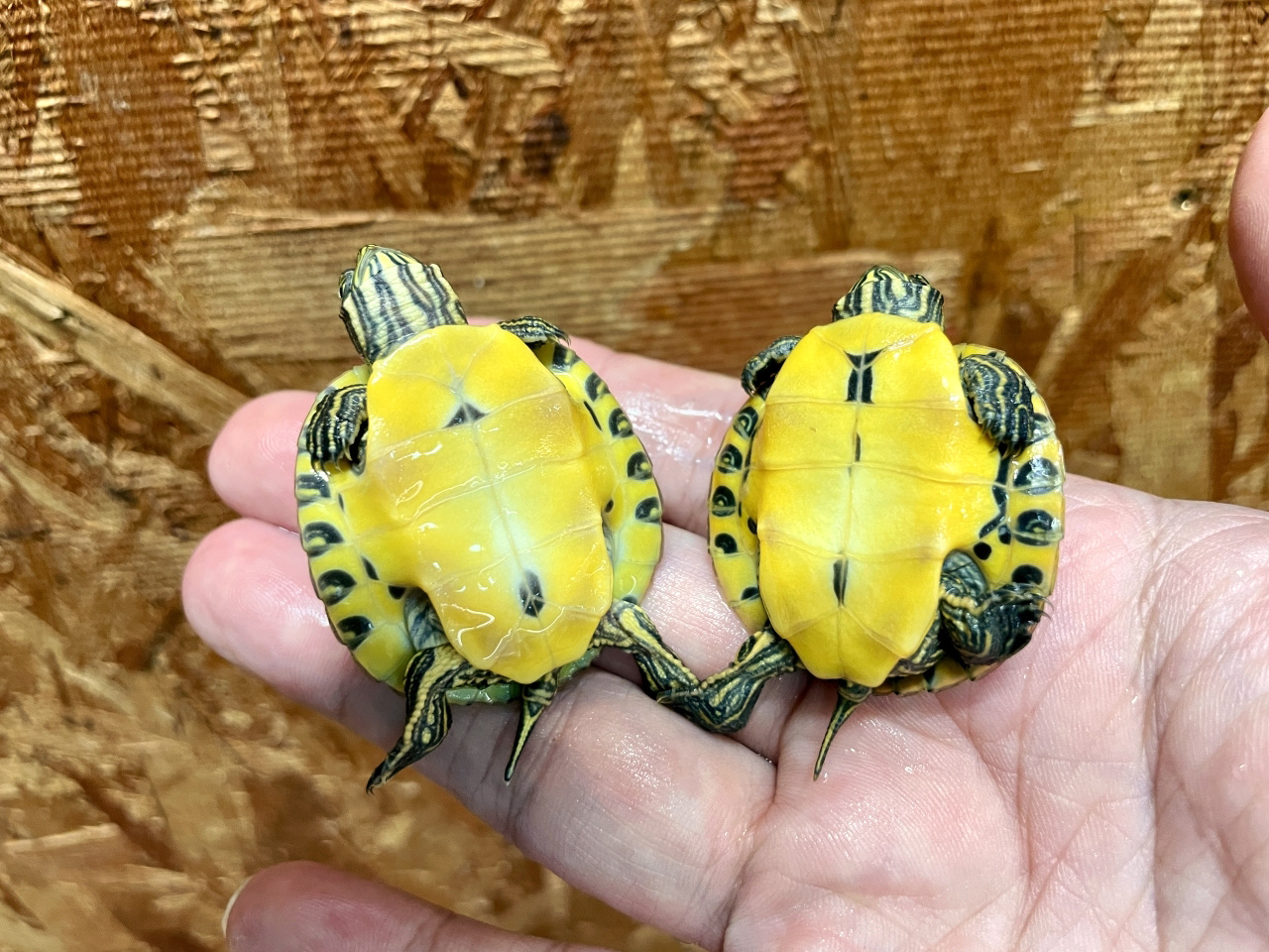 リバークーター(3)