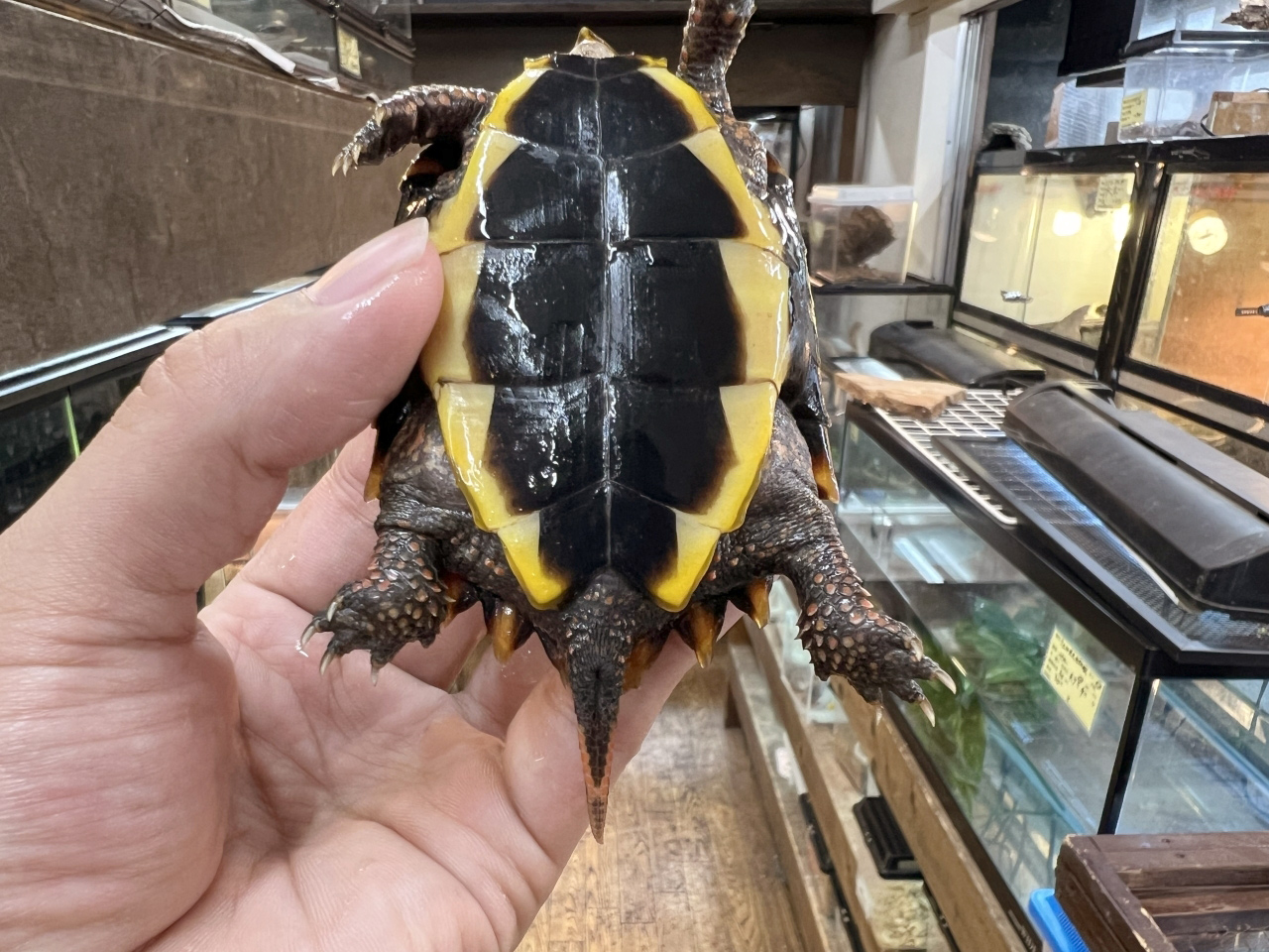 スペングラーヤマガメ(4)