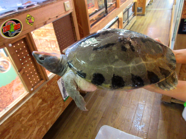 カラグールガメ(9)