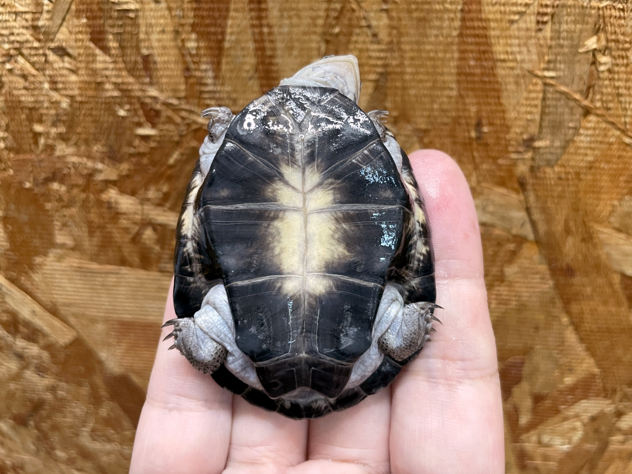 トゥルカナハコヨコクビガメ(12)