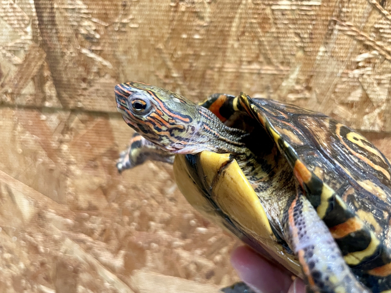 コスタリカアカスジヤマガメ(10)