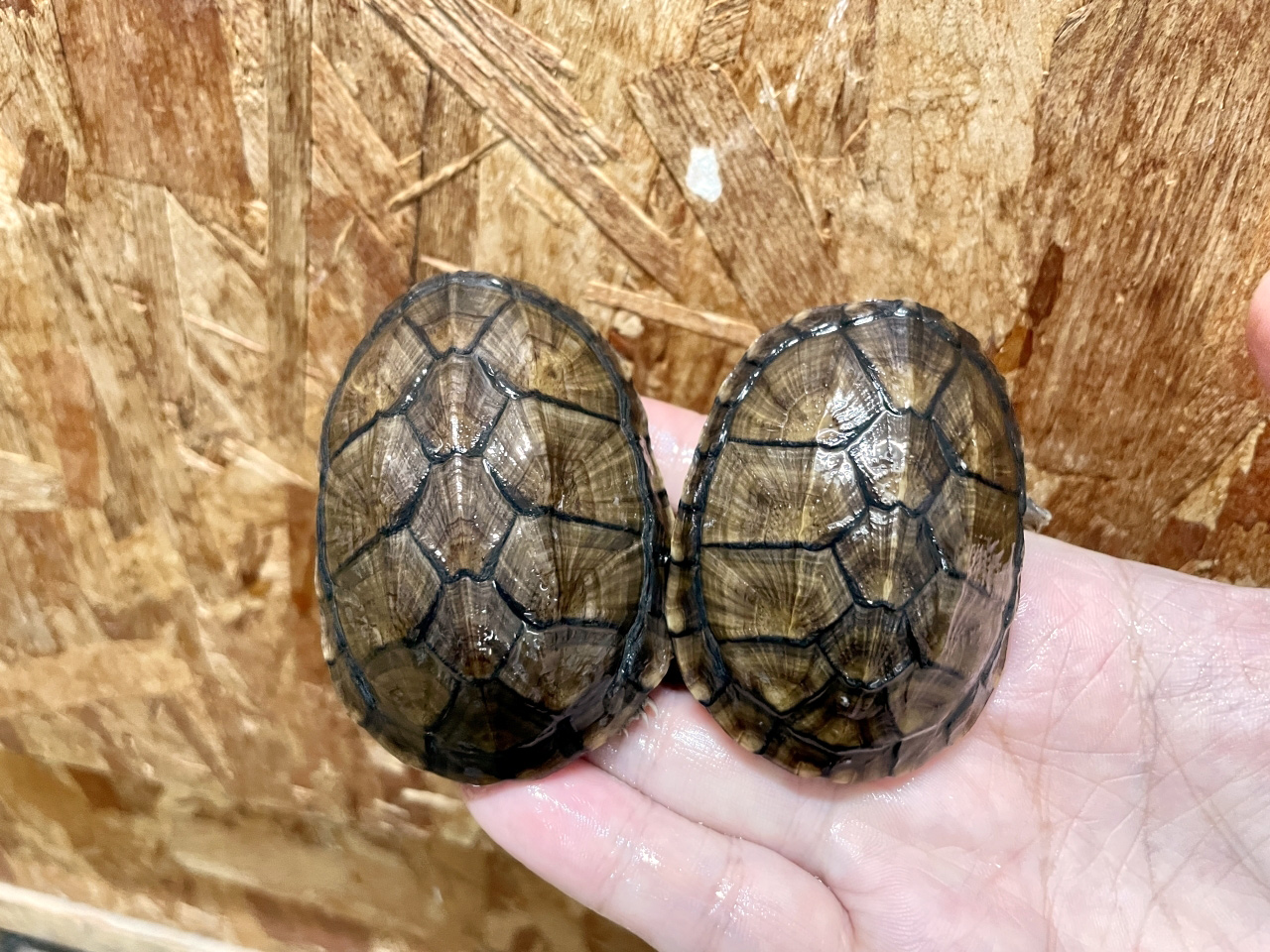 ホオアカドロガメ(7)