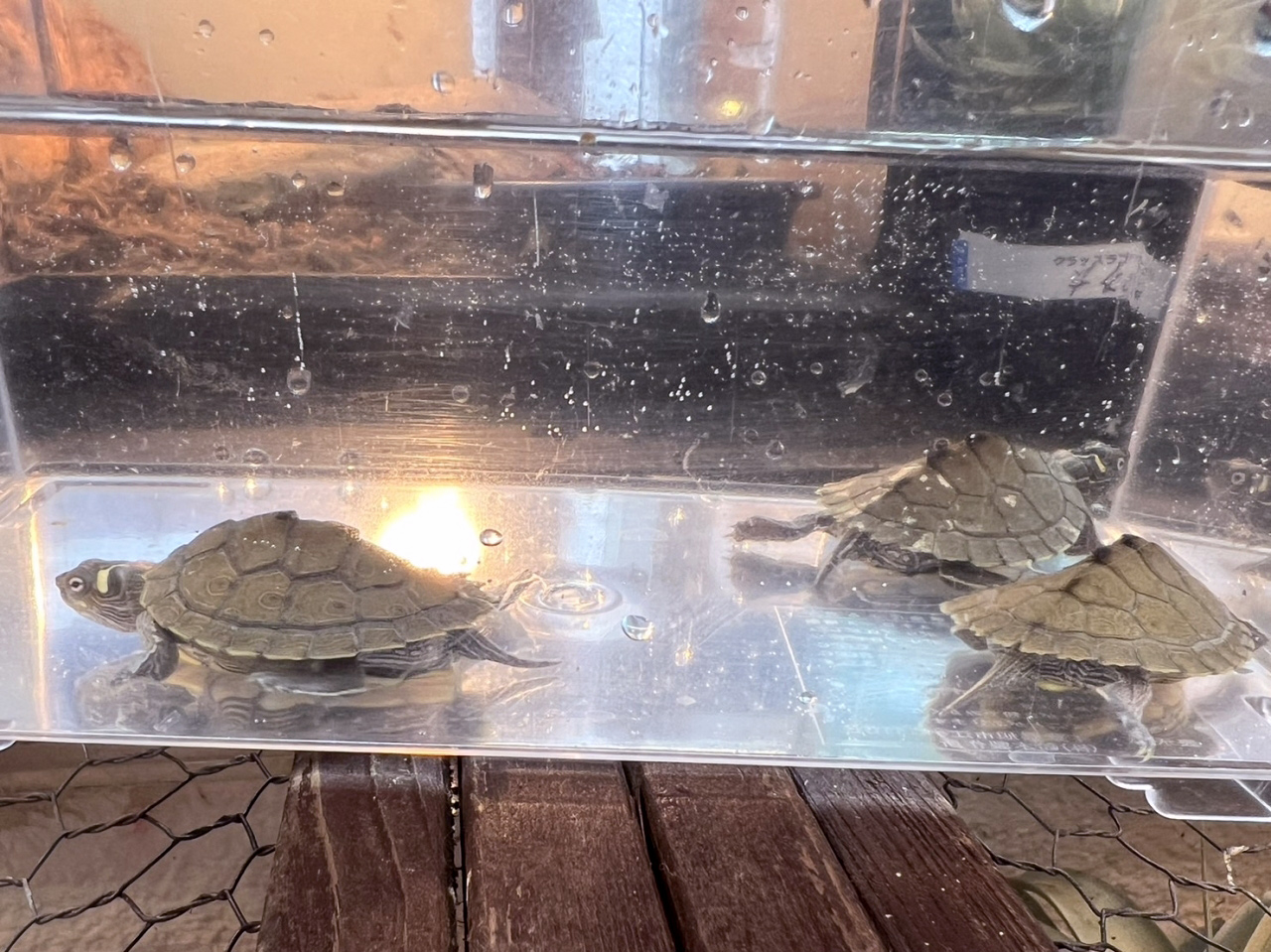 ハイイロチズガメ(7)